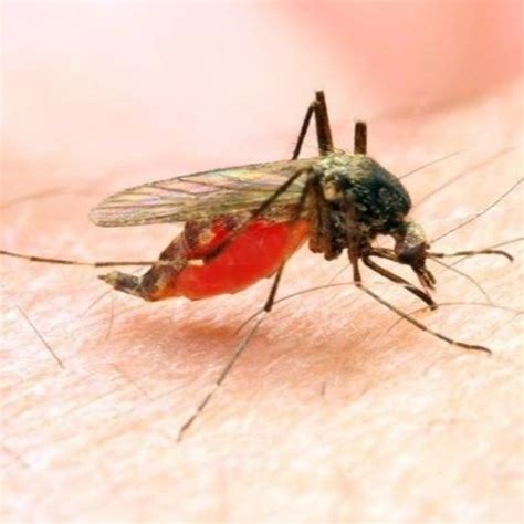 Keep Your Loved Ones Safe with the Magic Potion: Say Goodbye to Mosquitoes